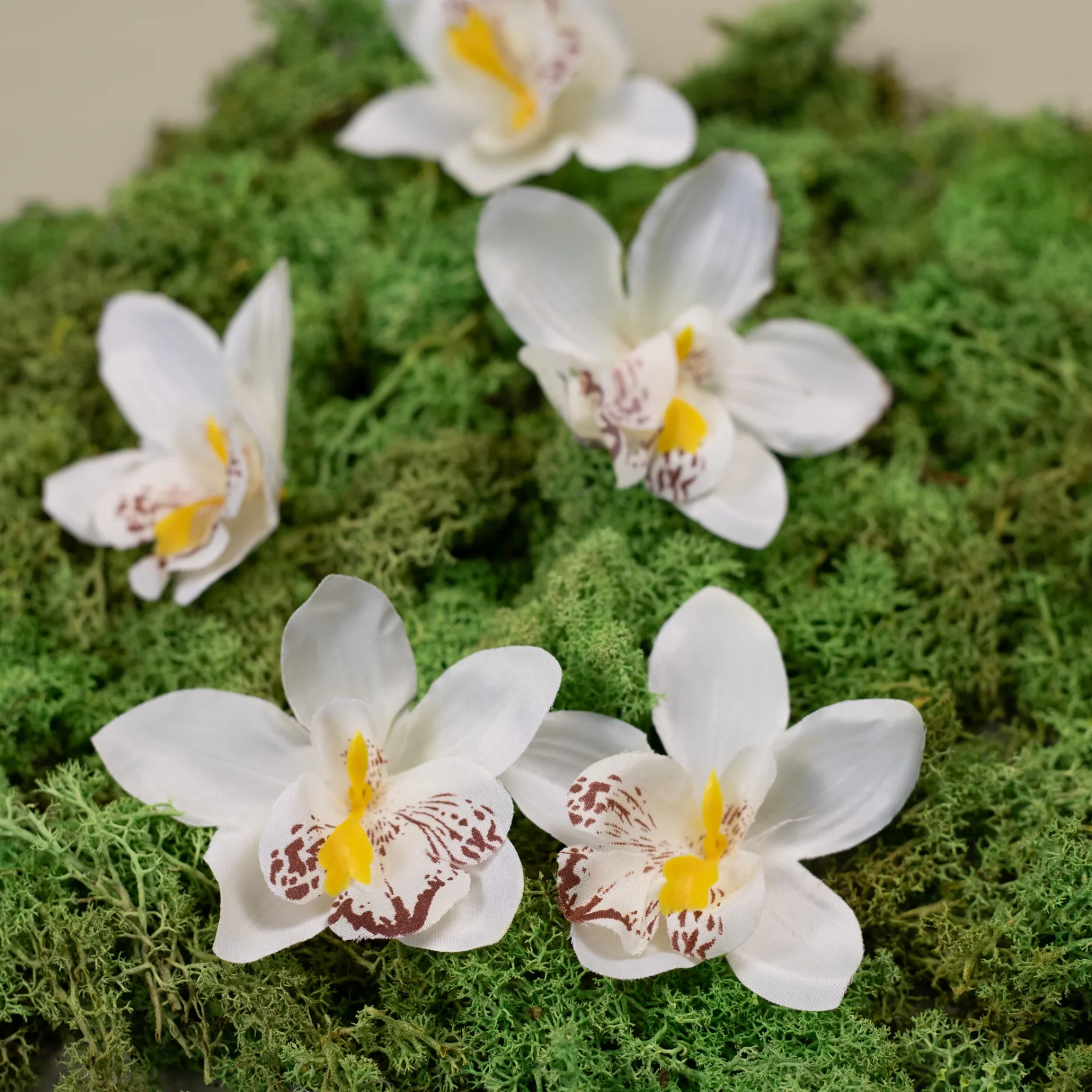 Hlava orchidey