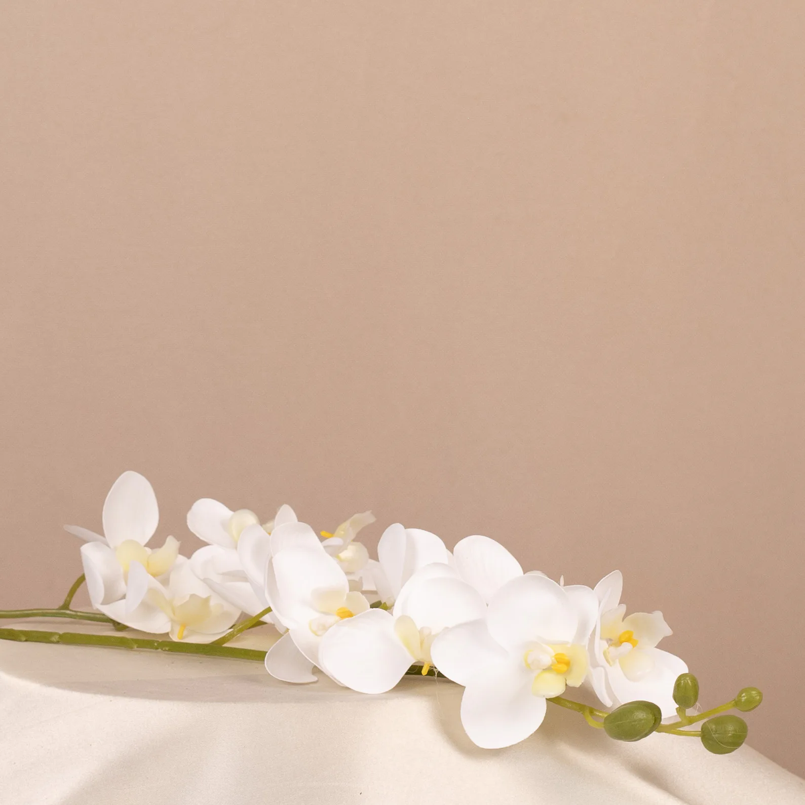 Orchidea na stonke