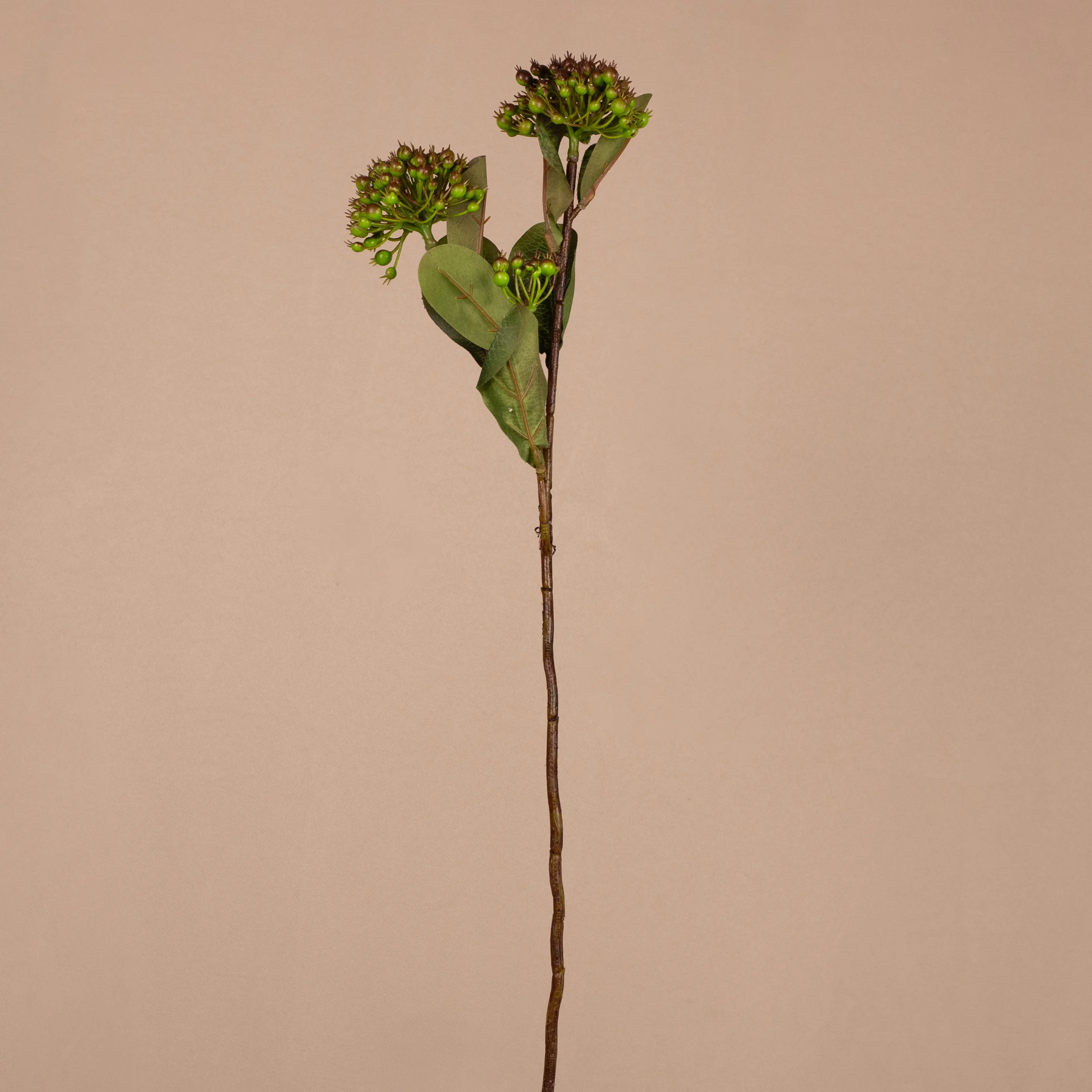 Hypericum bobule