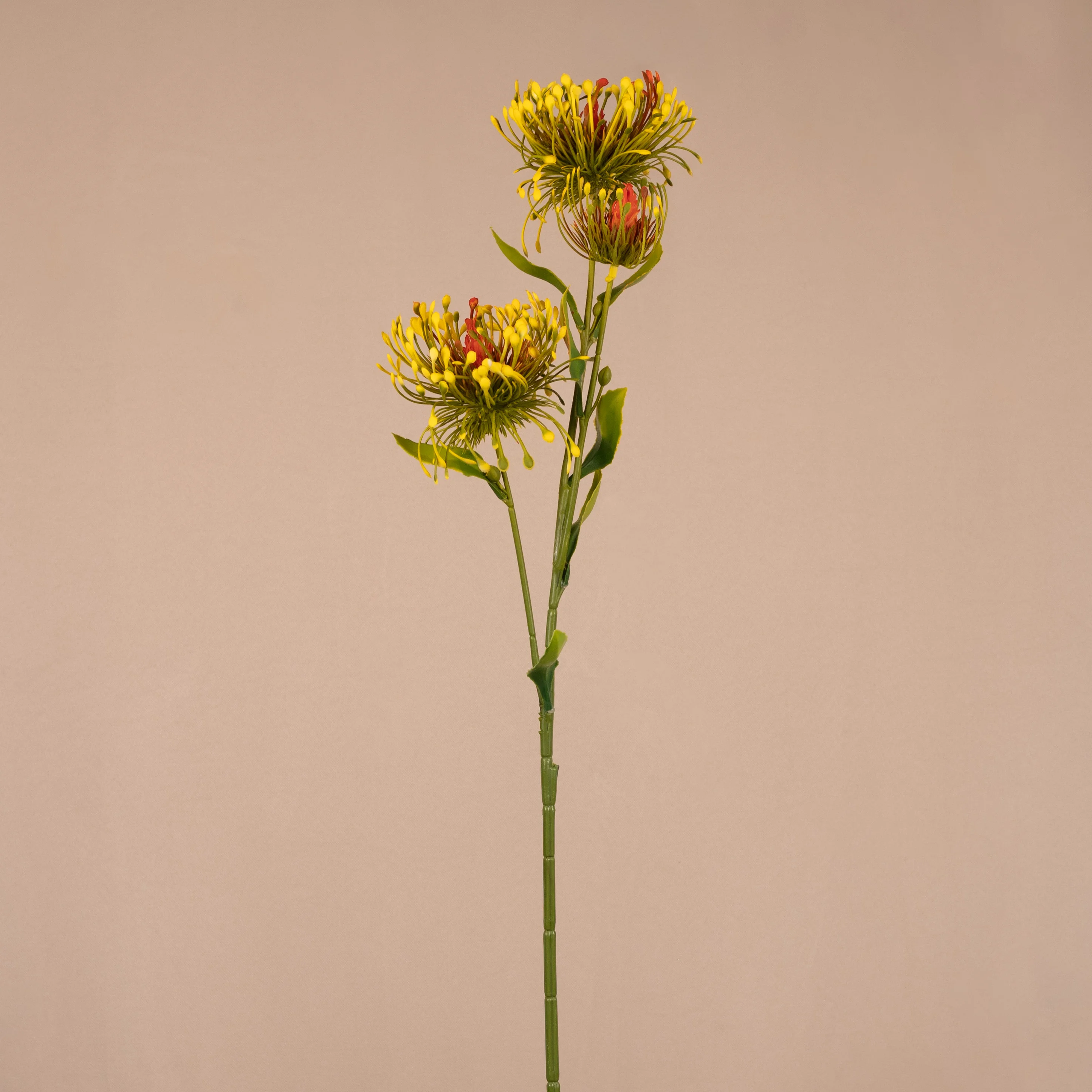 Leucospermum na stopke