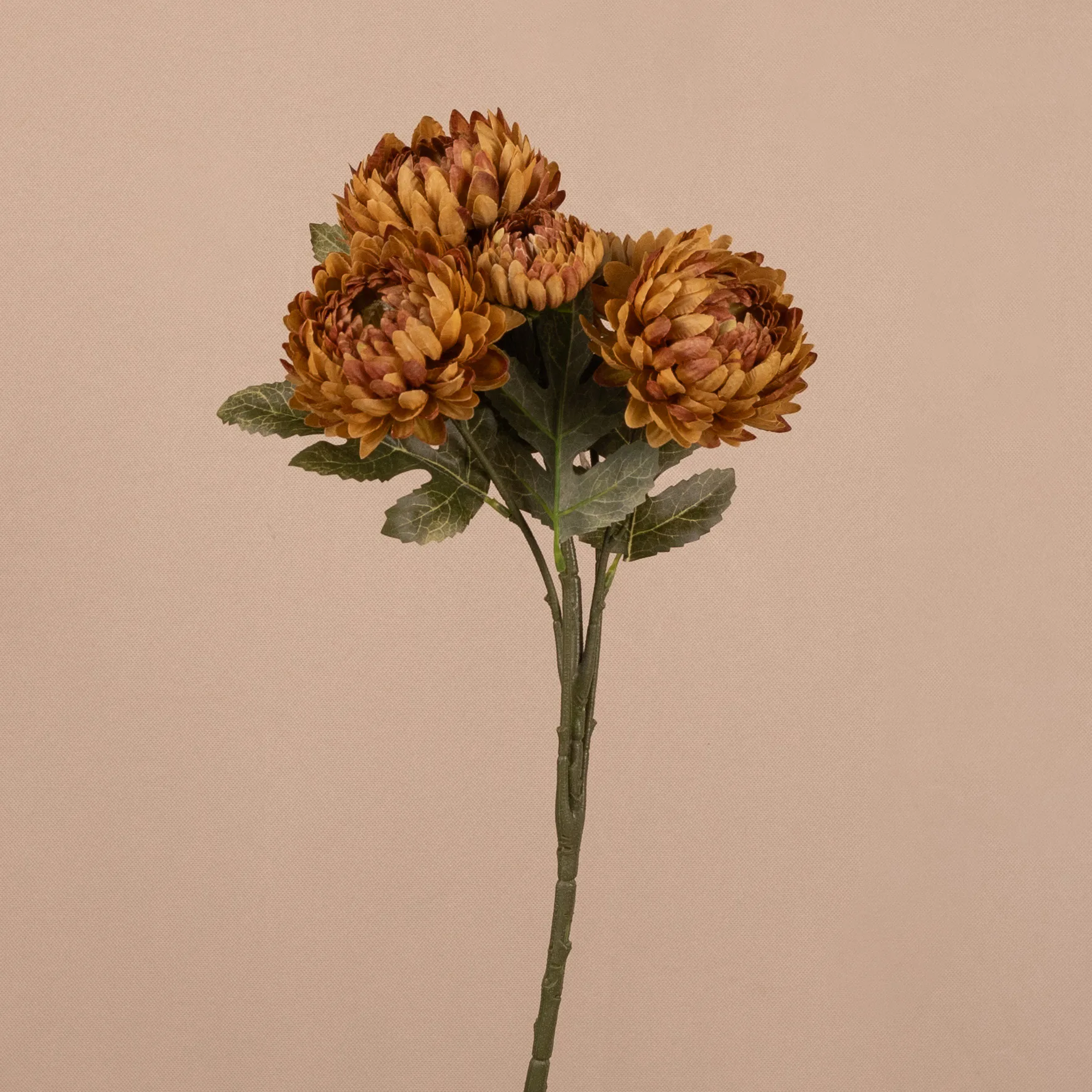 Kytica chryzantémy pompon