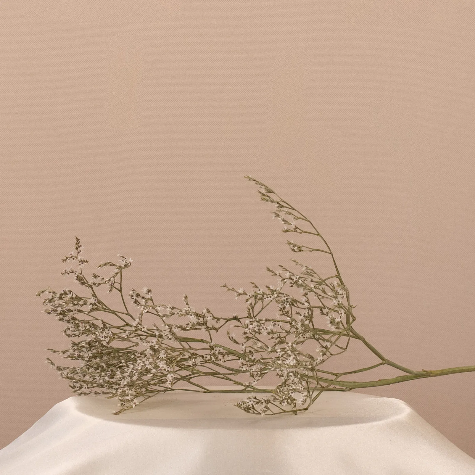 Sušené limonium prírodné